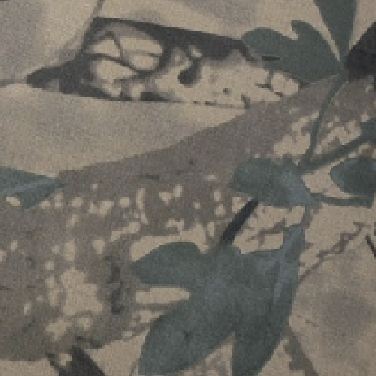 Camo